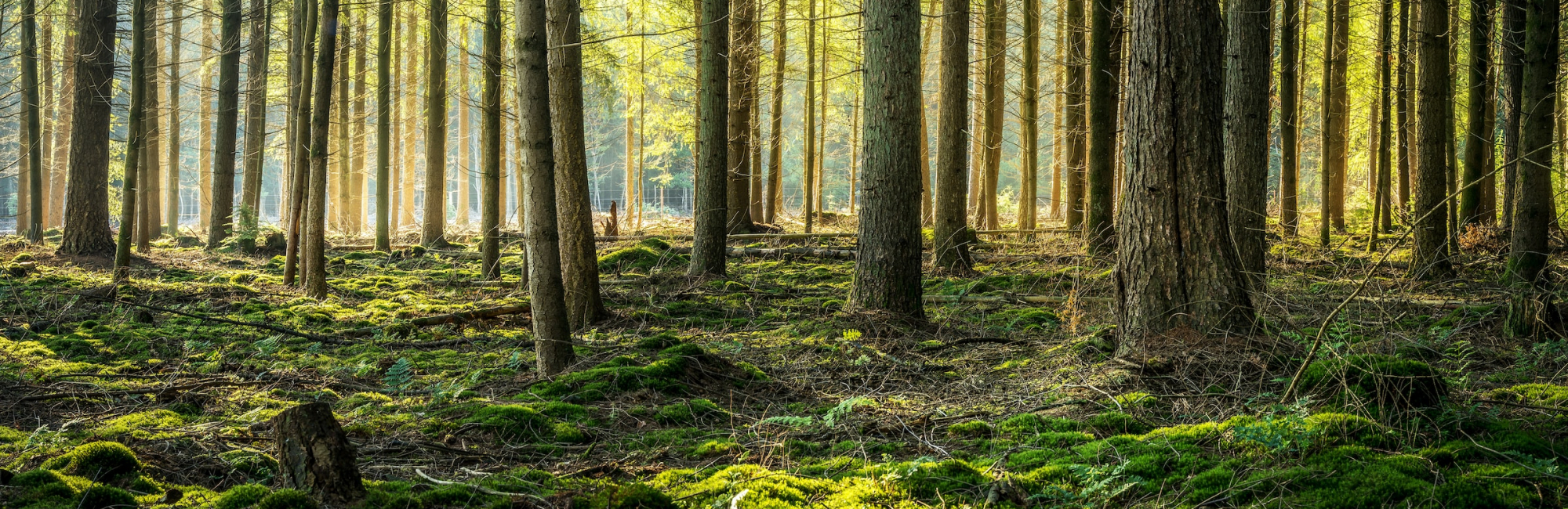 Flexpack Verpackungsgesetz
